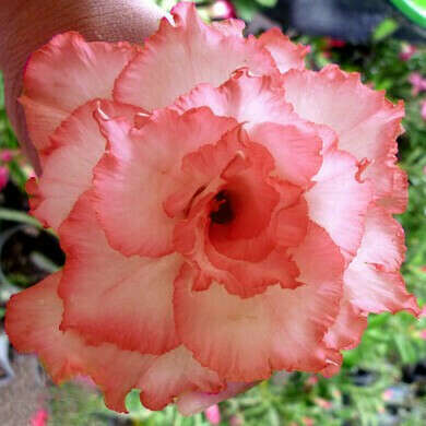 Adenium Obesum Deep Orange