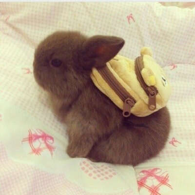 кролик