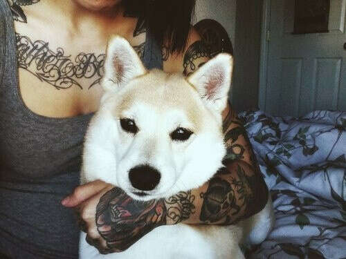 Собаку