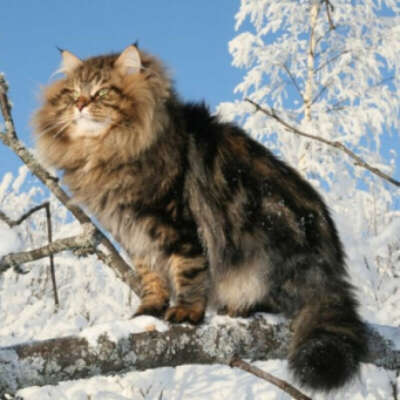 Сибирского кота
