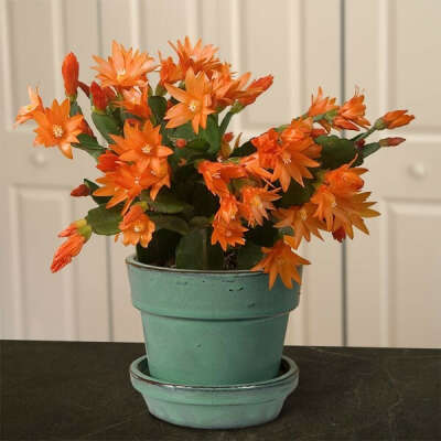 schlumbergera