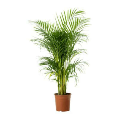 CHRYSALIDOCARPUS LUTESCENS Растение в горшке - IKEA