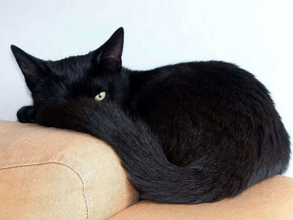 Кошку