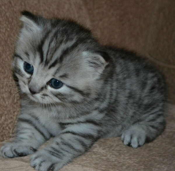 Шотландский вислоухий котенок :3