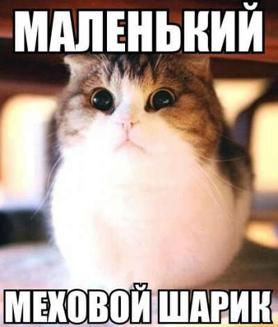 Маленький меховой шарик :3