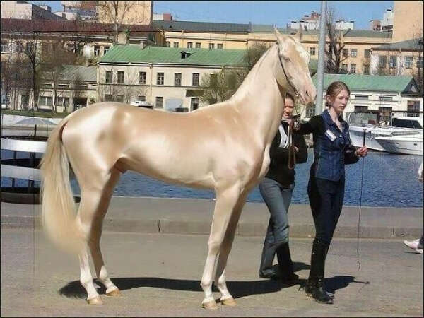Cream horse