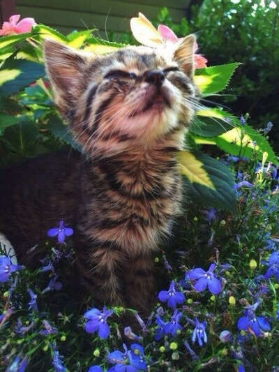 Котенка