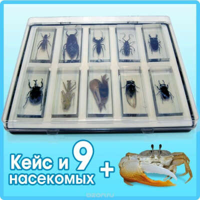 жучки