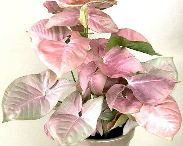 pink syngonium
