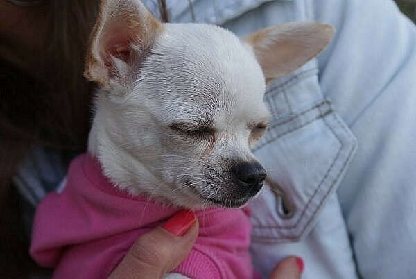 Чихуа́хуа (исп. Chihuahua [tʃiˈwawa])