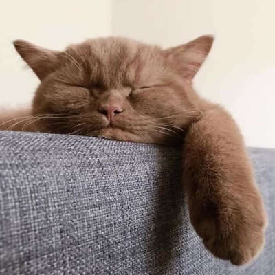 Хочу кота/кошку