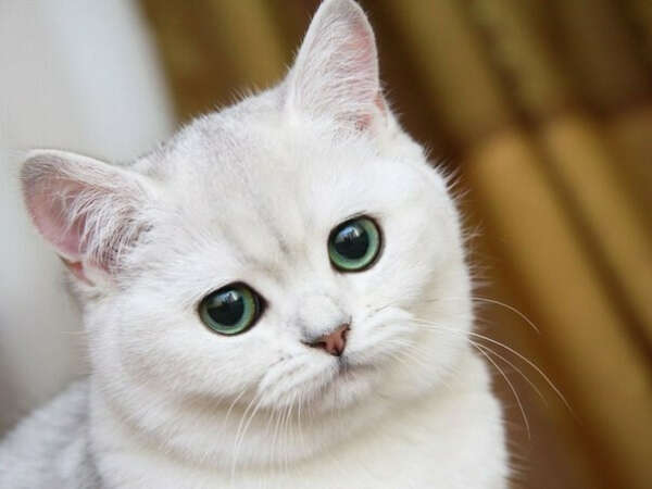 ХОЧУ КОТА
