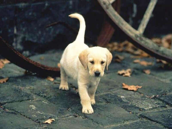 Собаку