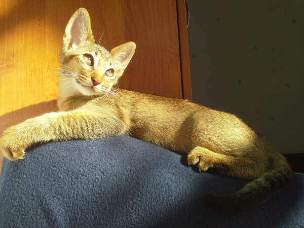 Абиссинский котик