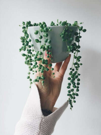 Senecio Rowleyanus aka String of Pearls