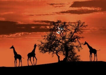 Serengheti