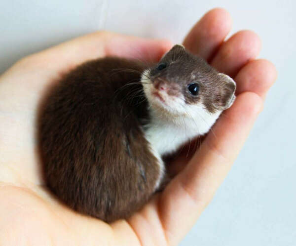 ₊‧꒰Ласка꒱‧₊