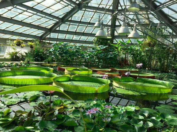 посетить Ботанический сад Петра Великого