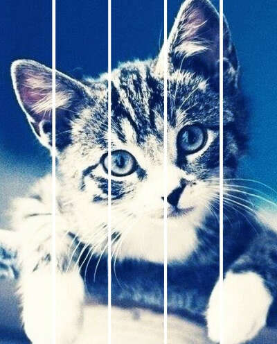 Хочу котенка...