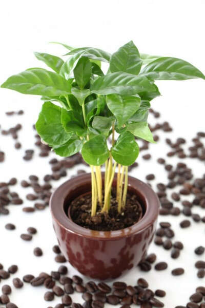 Кофе Арабико
