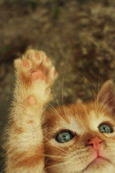 завести котенка