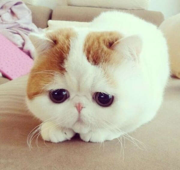 котенок породы Экзот