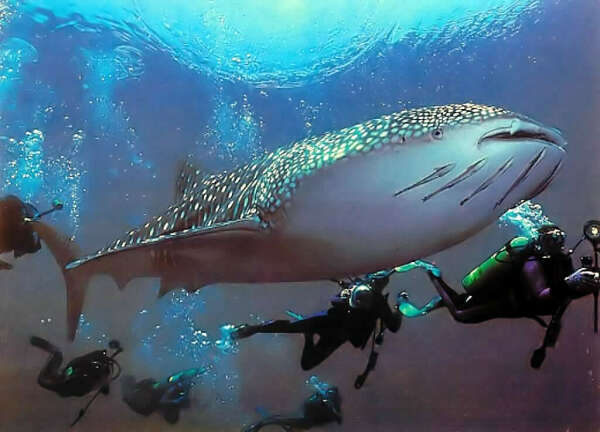 PADI Advanced Open Water Diver
