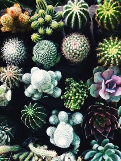 Кактус