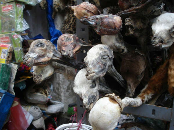 Mercado de Las Brujas, Боливия