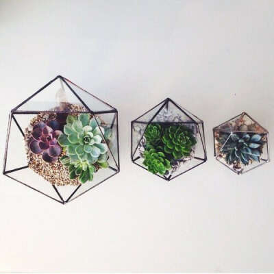 succulent terrarium