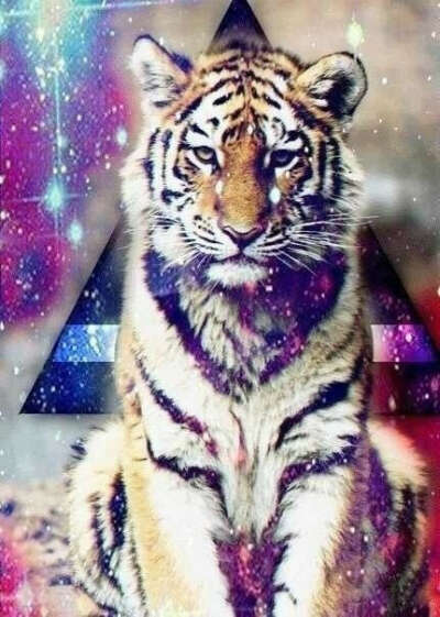Ручного тигра