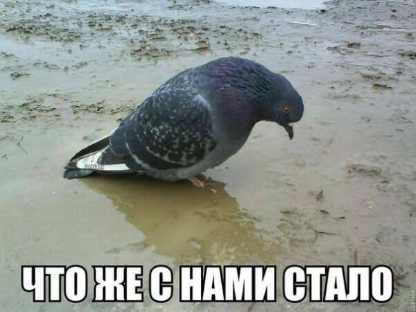 Попробовать голубя
