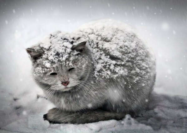 взять бездомного котейку