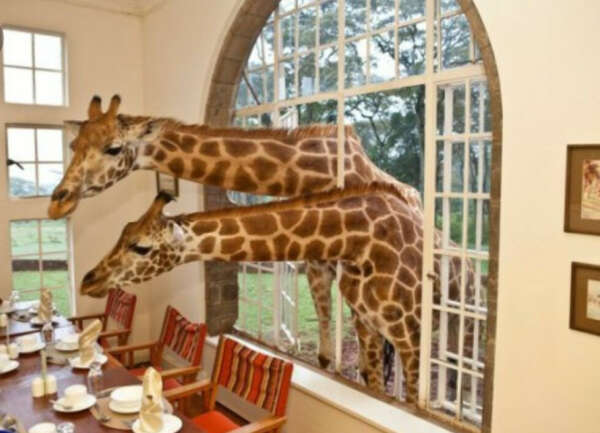Побывать в отеле Giraffe Manor в Найроби