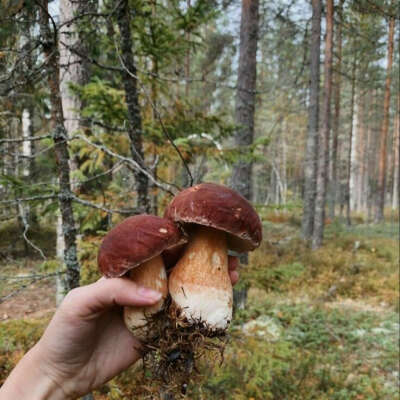 В лес за грибами