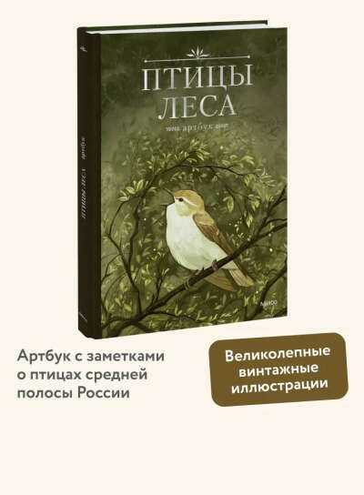 птицы леса