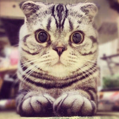 Такую кошку