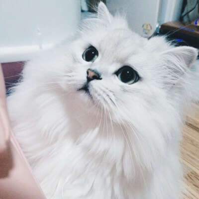 Такую кошку