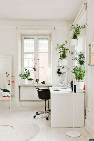 Many plants for my room