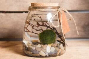 Marimo Moss Ball Buyer’s & Care Guide