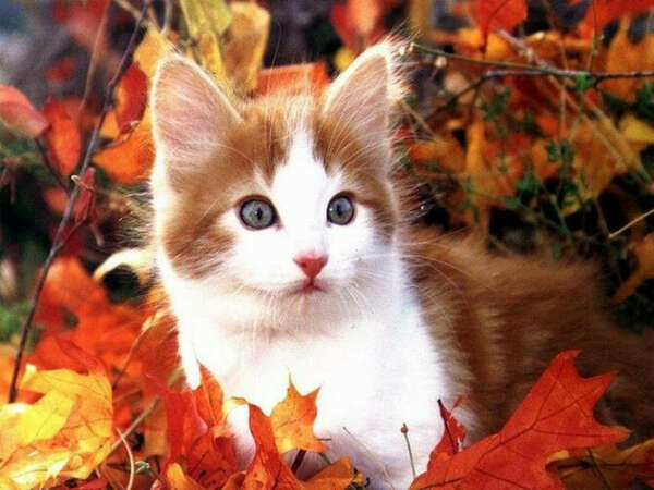 Хочу котёнка