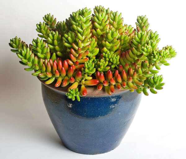 sedum pachyphyllum